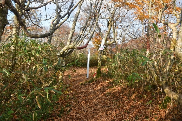 f:id:threepeaks:20201105221401j:plain f:id:threepeaks:20201105221401j:plain