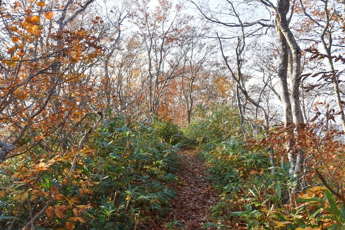 f:id:threepeaks:20201105222237j:plain f:id:threepeaks:20201105222237j:plain