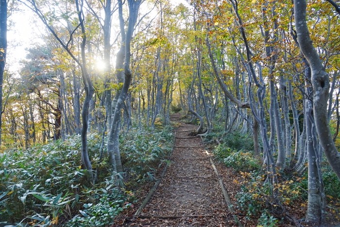 f:id:threepeaks:20201105222323j:plain f:id:threepeaks:20201105222323j:plain