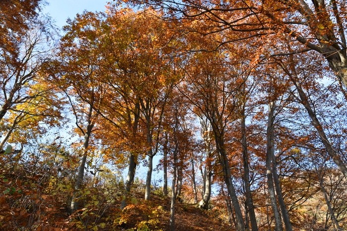 f:id:threepeaks:20201117195452j:plain