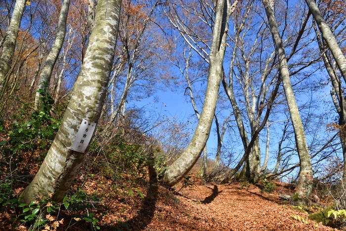 f:id:threepeaks:20201117205149j:plain