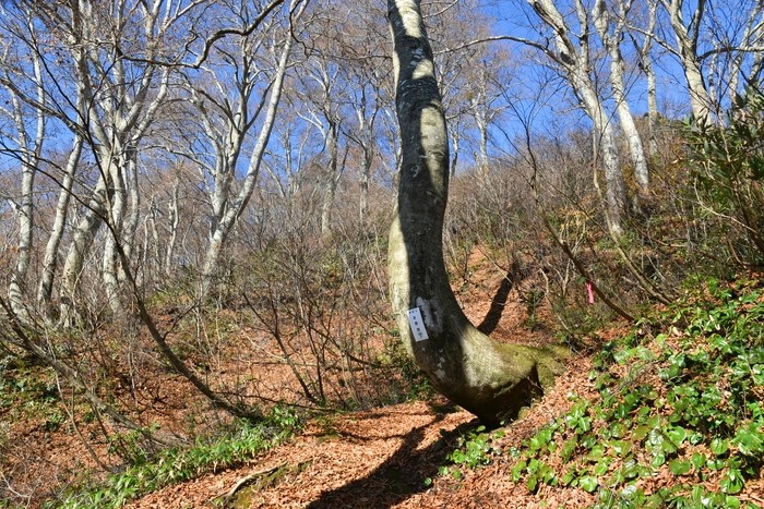 f:id:threepeaks:20201117205552j:plain