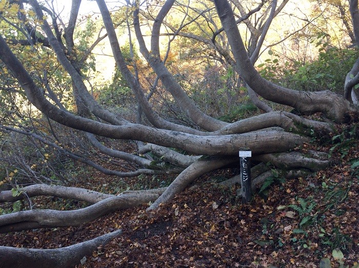 f:id:threepeaks:20201122213615j:plain