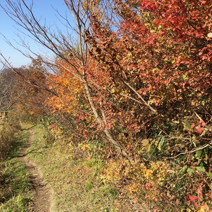 f:id:threepeaks:20201122221653j:plain