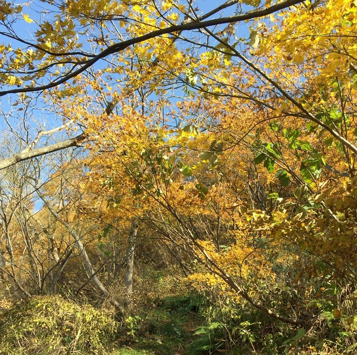 f:id:threepeaks:20201122221907j:plain