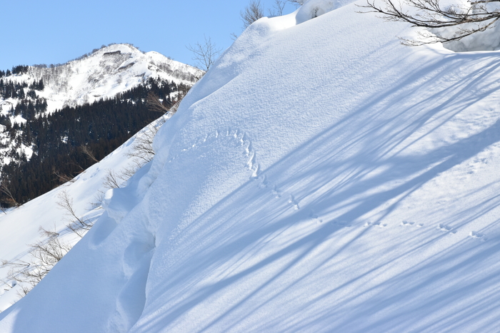 f:id:threepeaks:20210301213627j:plain