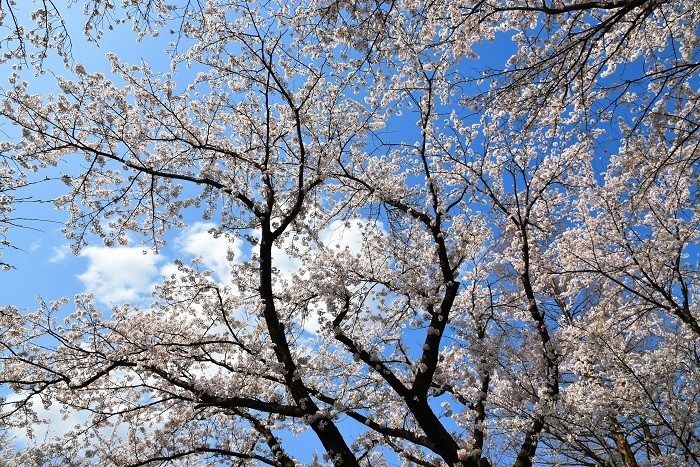 f:id:threepeaks:20210404215306j:plain