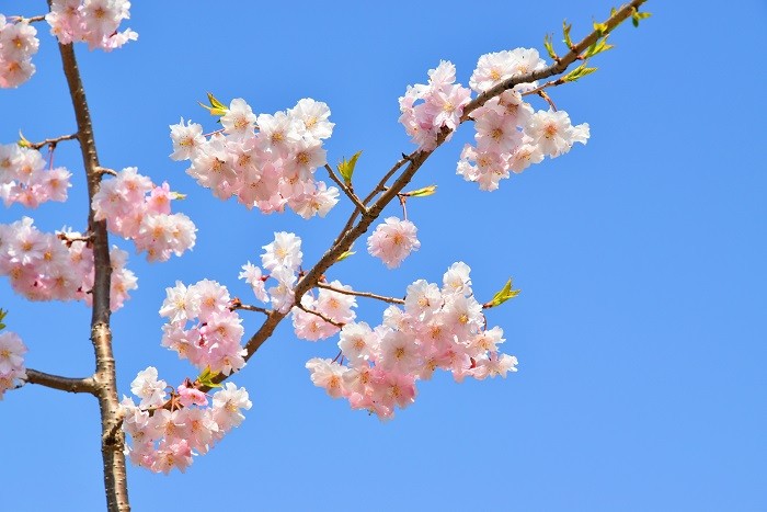 f:id:threepeaks:20210404215322j:plain