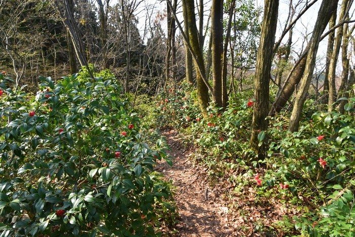 f:id:threepeaks:20210404215748j:plain