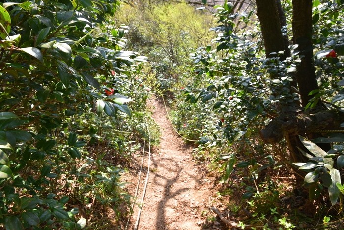 f:id:threepeaks:20210404220937j:plain