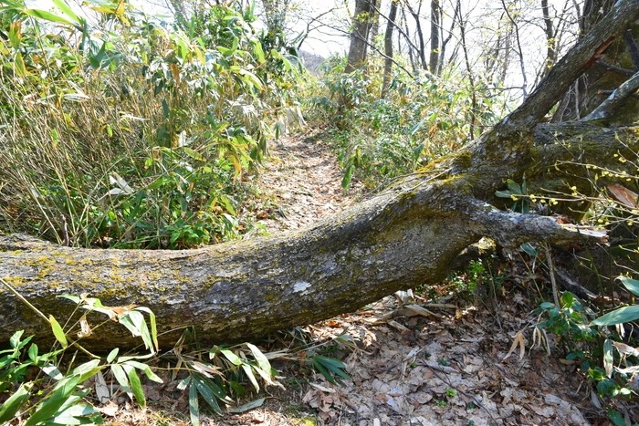 f:id:threepeaks:20210404223919j:plain