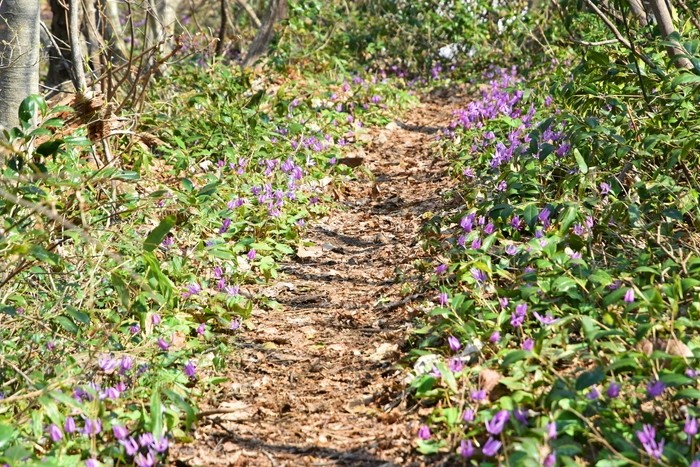 f:id:threepeaks:20210404224416j:plain