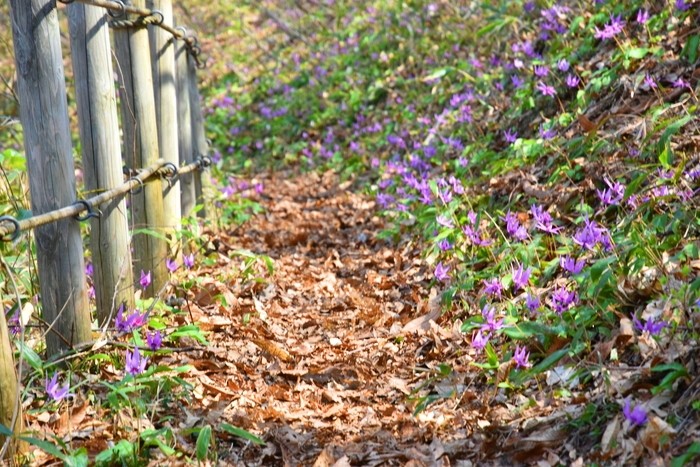 f:id:threepeaks:20210404224725j:plain