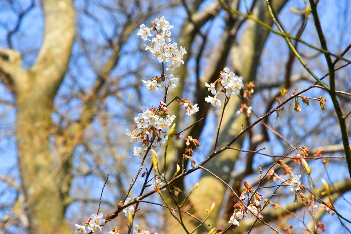 f:id:threepeaks:20210404224945j:plain