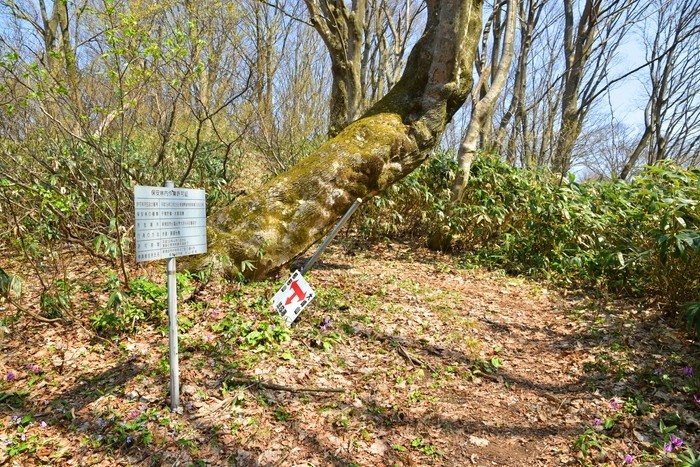 f:id:threepeaks:20210404225216j:plain