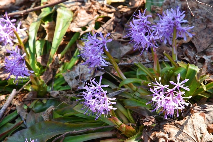 f:id:threepeaks:20210404225647j:plain