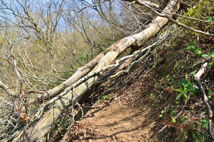 f:id:threepeaks:20210404230109j:plain