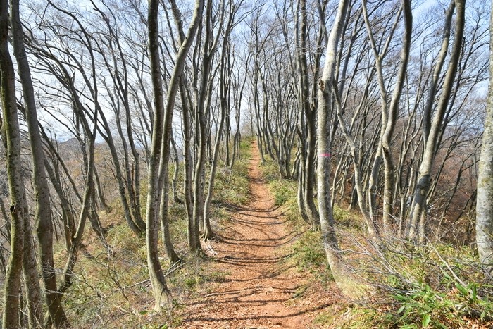 f:id:threepeaks:20210404232214j:plain