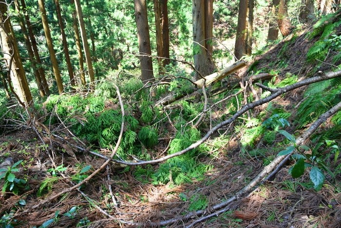 f:id:threepeaks:20210404234330j:plain