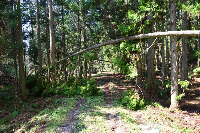 f:id:threepeaks:20210404234818j:plain