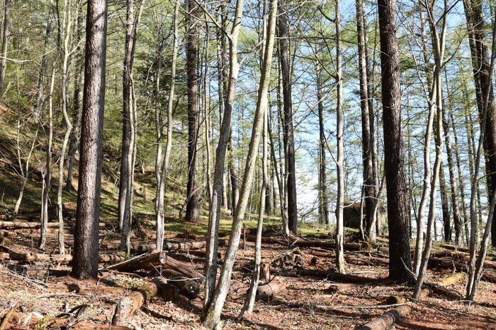 f:id:threepeaks:20210510210813j:plain