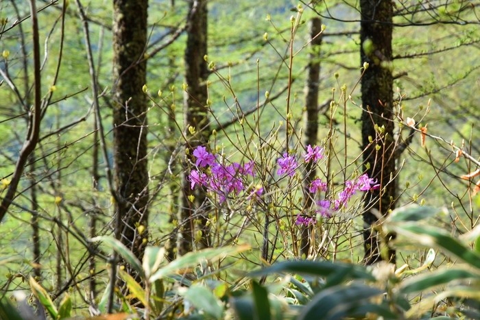 f:id:threepeaks:20210512211204j:plain