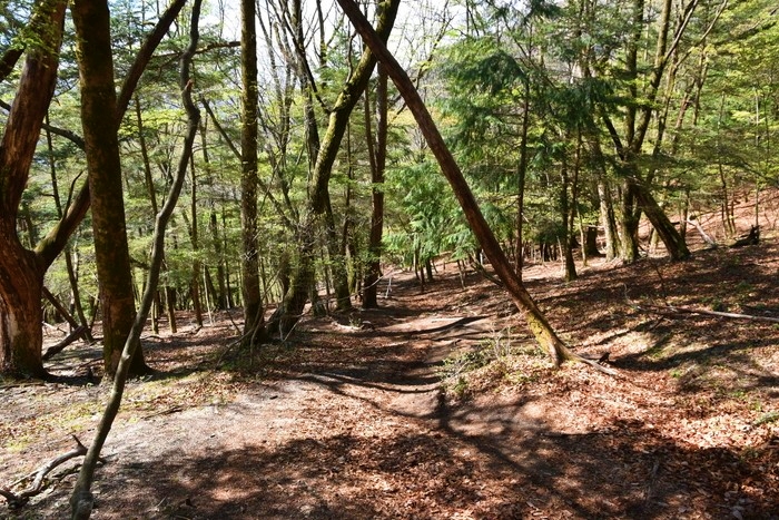 f:id:threepeaks:20210513223149j:plain