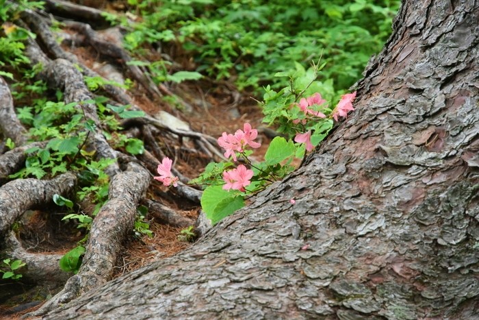 f:id:threepeaks:20210616201313j:plain