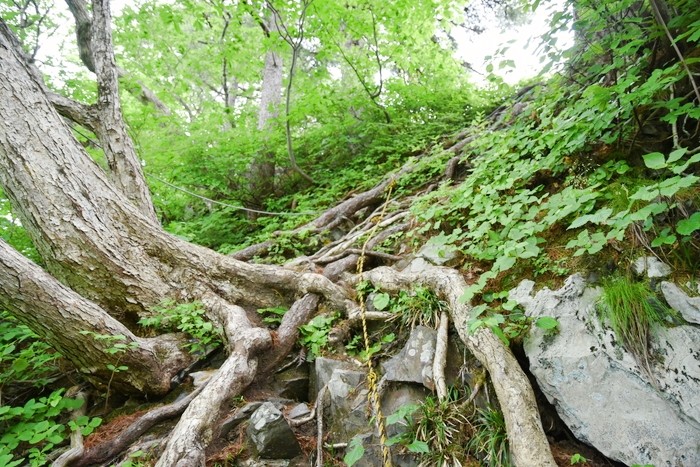 f:id:threepeaks:20210616212218j:plain