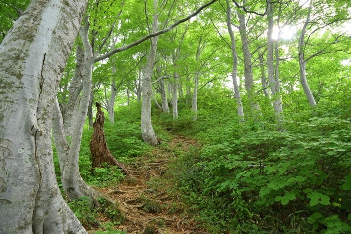 f:id:threepeaks:20210618203705j:plain