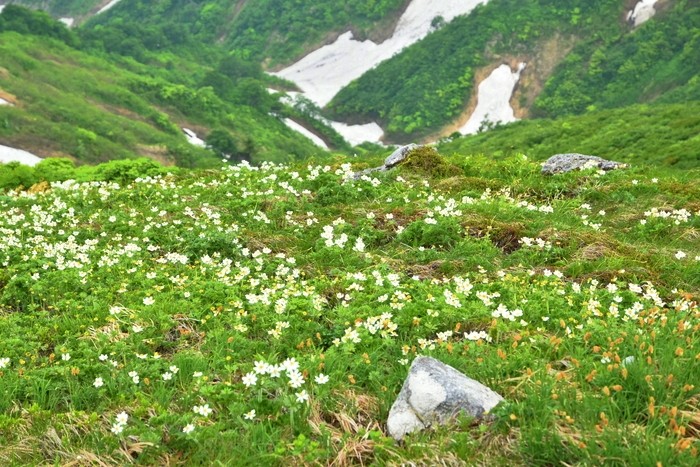 f:id:threepeaks:20210618212146j:plain