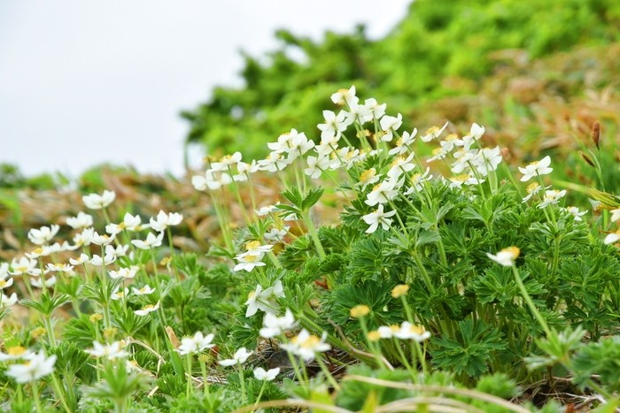 f:id:threepeaks:20210618212236j:plain