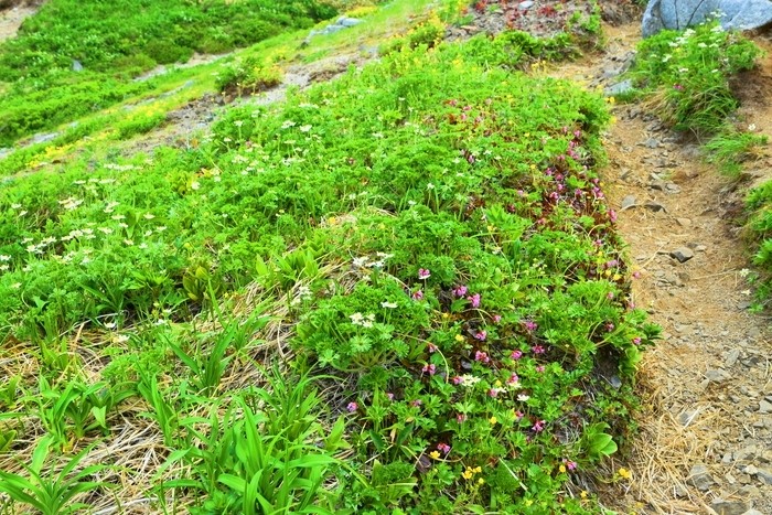 f:id:threepeaks:20210618221652j:plain