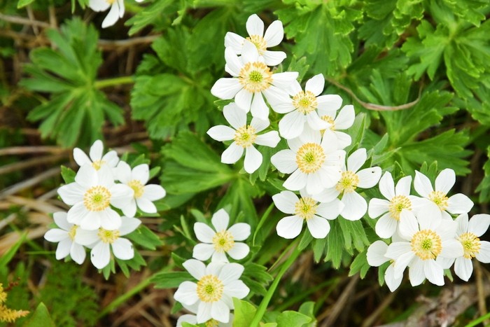 f:id:threepeaks:20210618231823j:plain