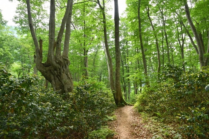 f:id:threepeaks:20210618233422j:plain