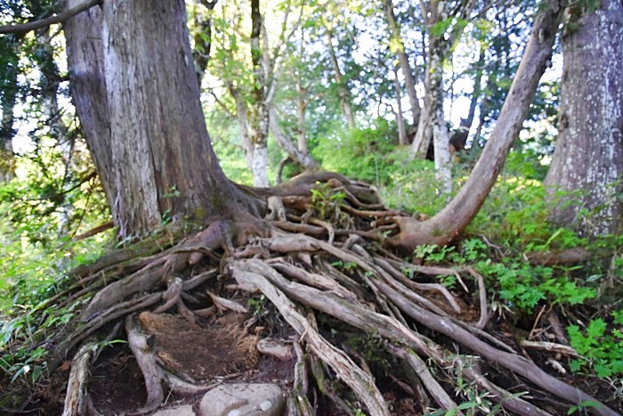 f:id:threepeaks:20210718194506j:plain