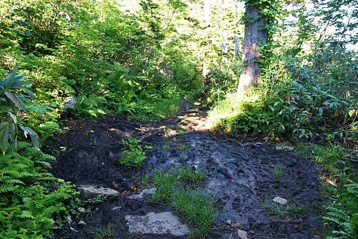 f:id:threepeaks:20210718195510j:plain