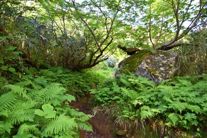 f:id:threepeaks:20210718200130j:plain