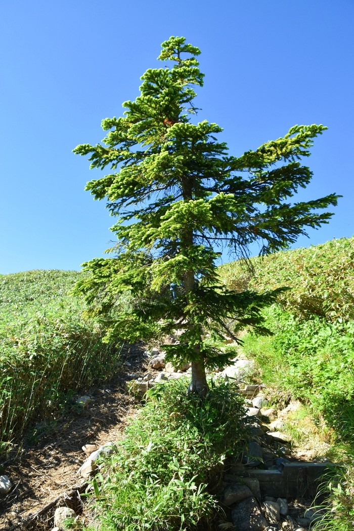 f:id:threepeaks:20210718203605j:plain