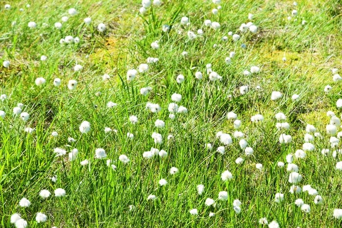 f:id:threepeaks:20210718204449j:plain