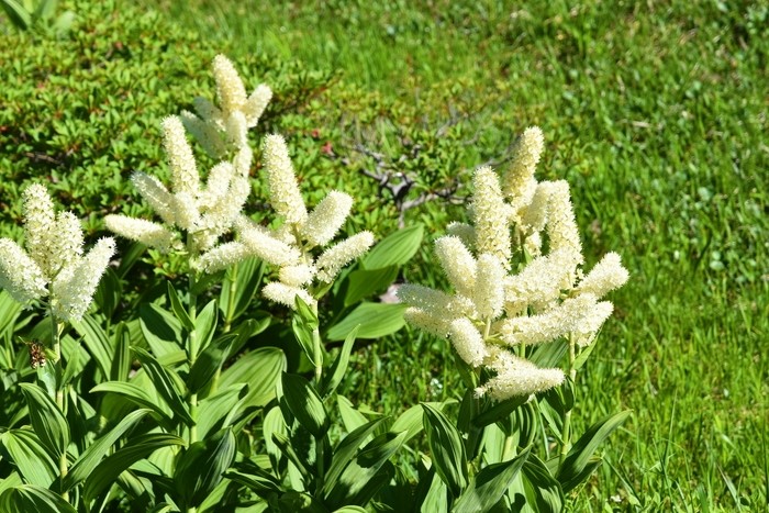 f:id:threepeaks:20210718205757j:plain