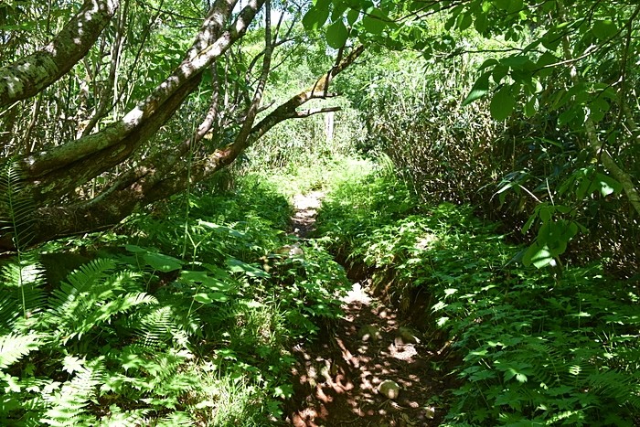 f:id:threepeaks:20210718221041j:plain