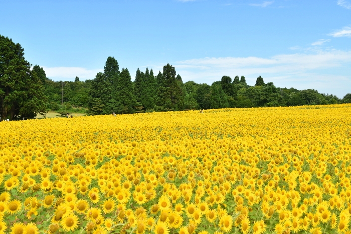 f:id:threepeaks:20210807141518j:plain
