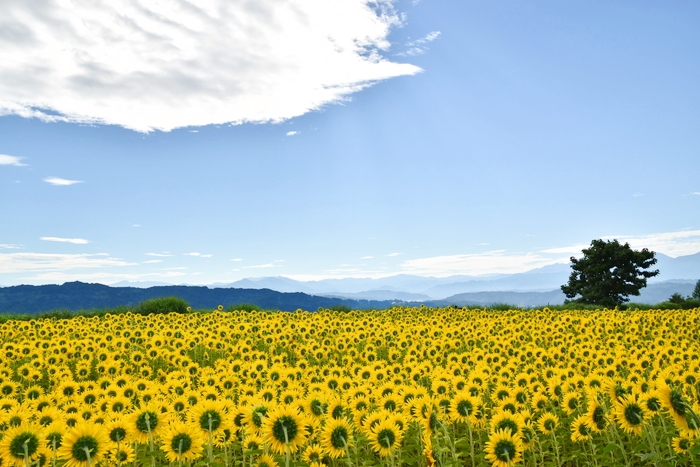 f:id:threepeaks:20210807203514j:plain