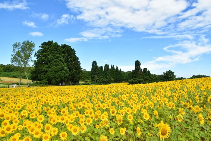 f:id:threepeaks:20210807204246j:plain