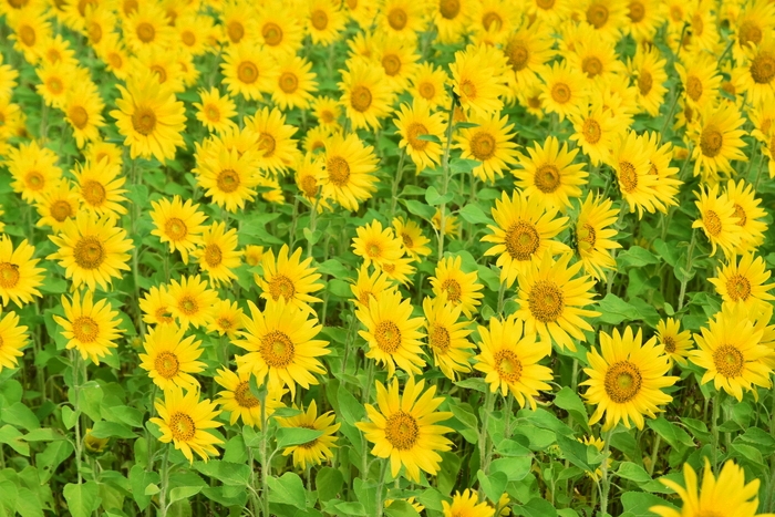 f:id:threepeaks:20210807204333j:plain