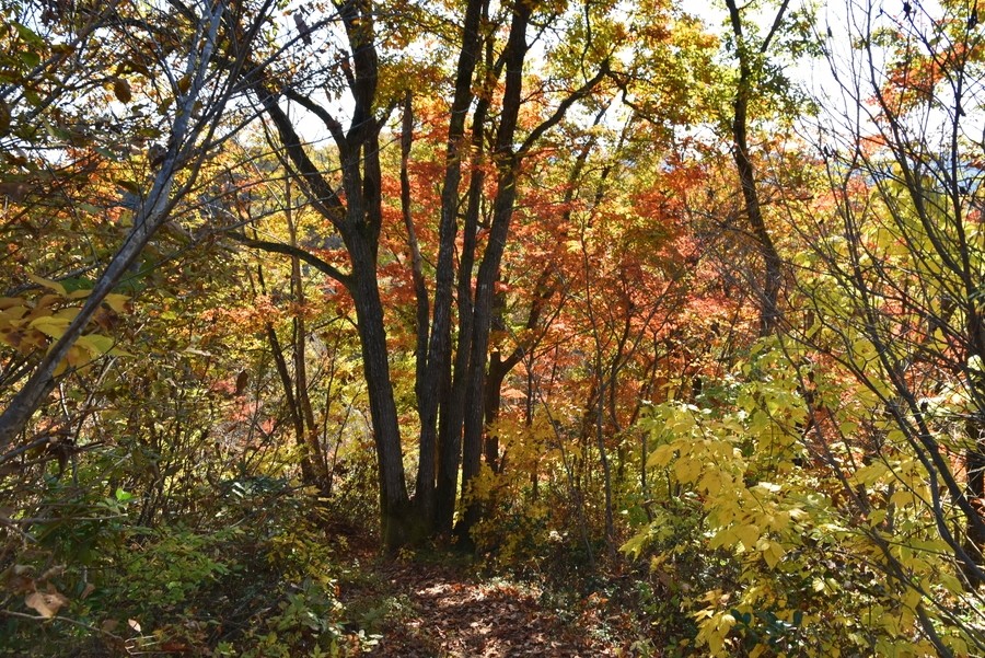 f:id:threepeaks:20211110200314j:plain