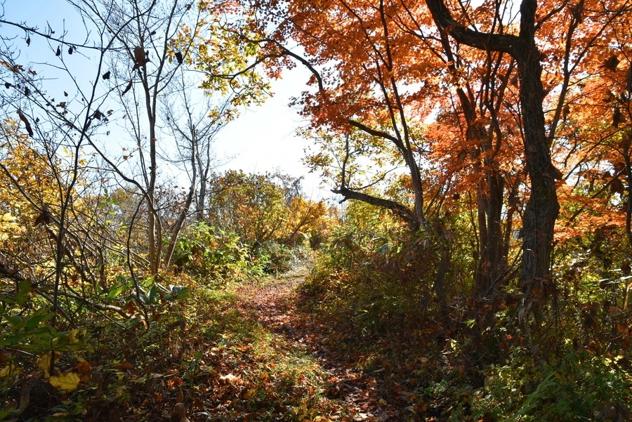 f:id:threepeaks:20211110202038j:plain