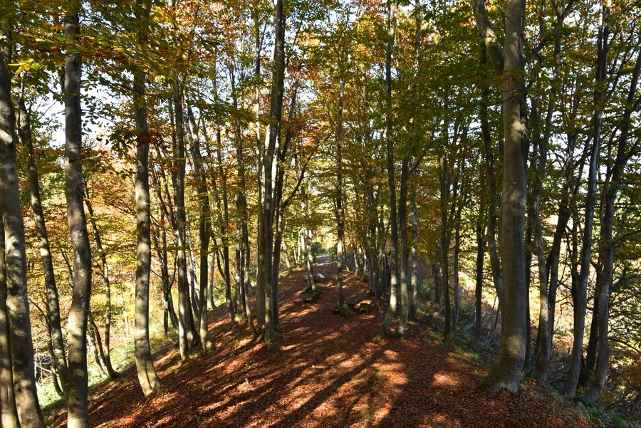 f:id:threepeaks:20211110213336j:plain