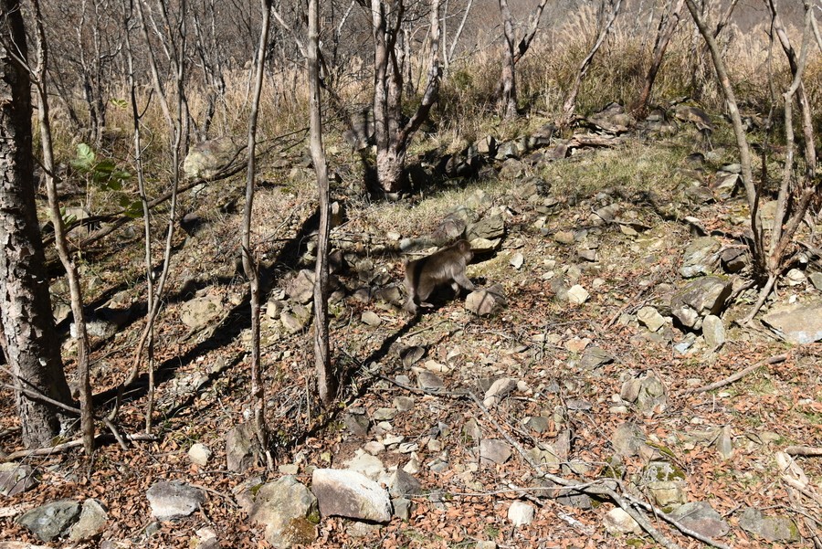 f:id:threepeaks:20211116220139j:plain